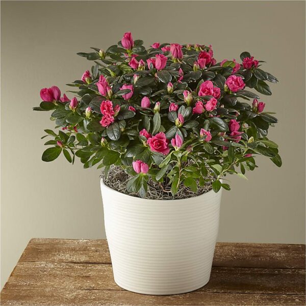 Azalea Plant
